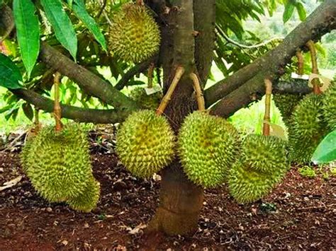 Pohon durian togel  Kami berharap uraian tersebut dalam menjadi pemuas dahaga Anda tentang arti mimpi,